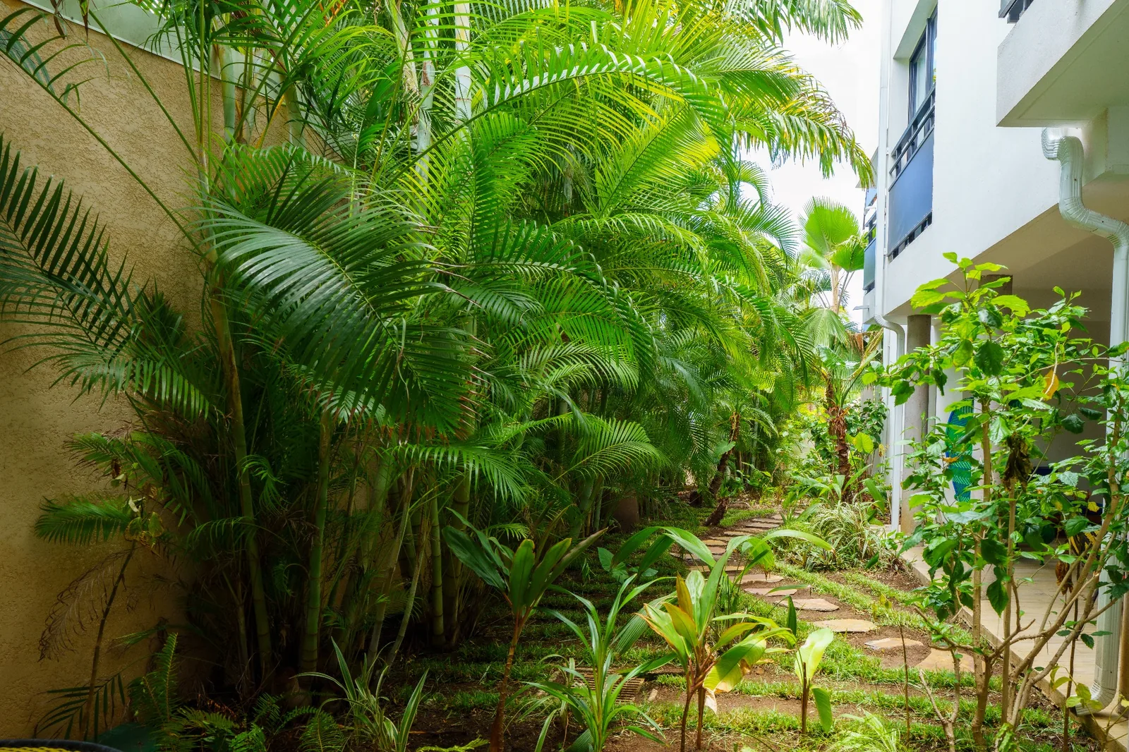 Un jardin tropical luxuriant, véritable écrin de verdure au cœur de l’Hôtel 2A.