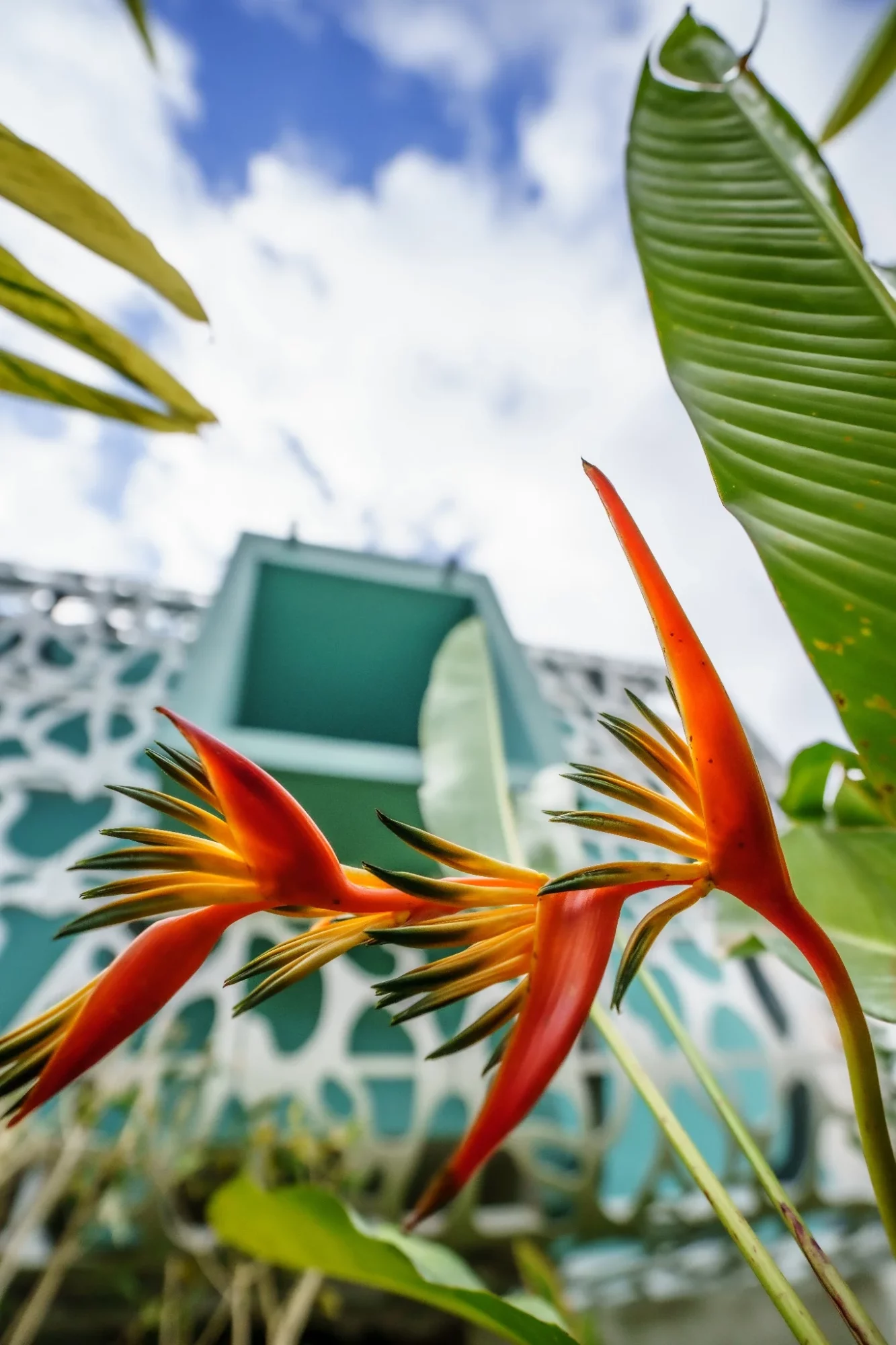 Détail de fleur tropicale devant la façade contemporaine de l’Hôtel 2A à Boucan Canot.